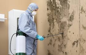 Best Black Mold Removal  in Punxsutawney, PA